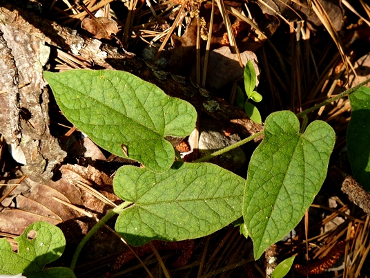 {Calystegia catesbeiana}